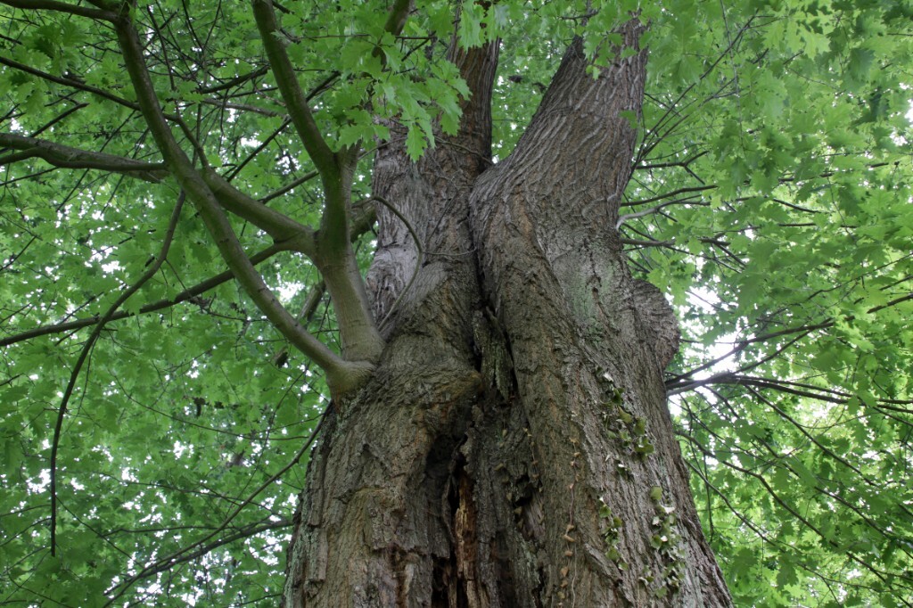 Oberer Stamm – Höhlung