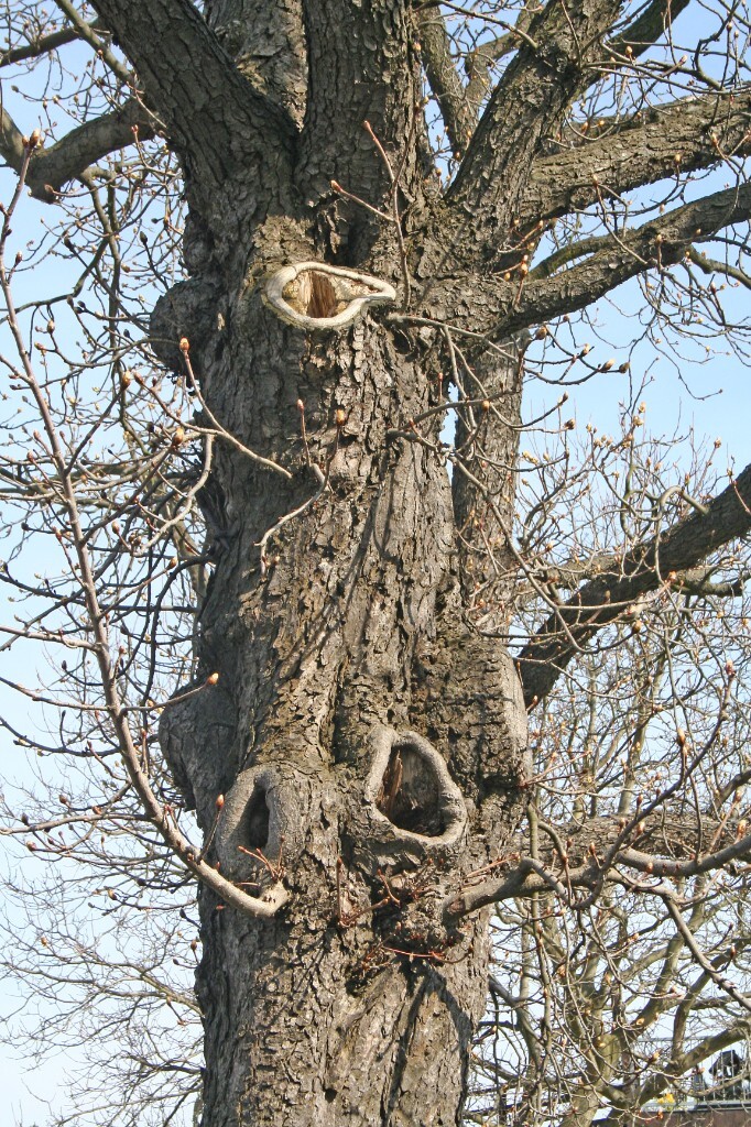 Stammmitte – Astlöcher