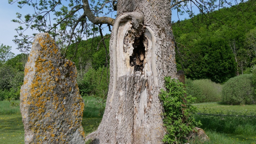 Stammmitte – Höhlung