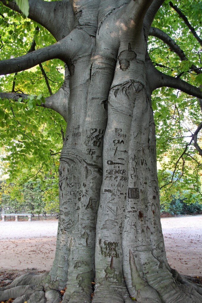 Unterer Stamm – Einkerbungen