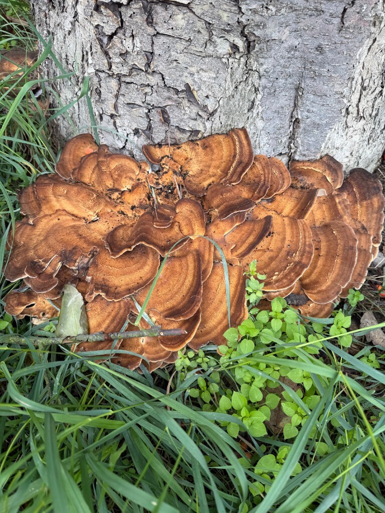 Stammfuß – Fruchtkörper