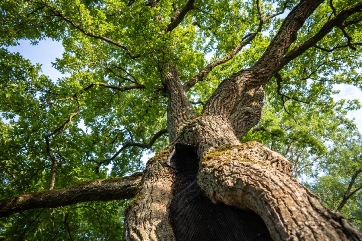 Baumhöhle mit Schutznetz in einem alten Baum