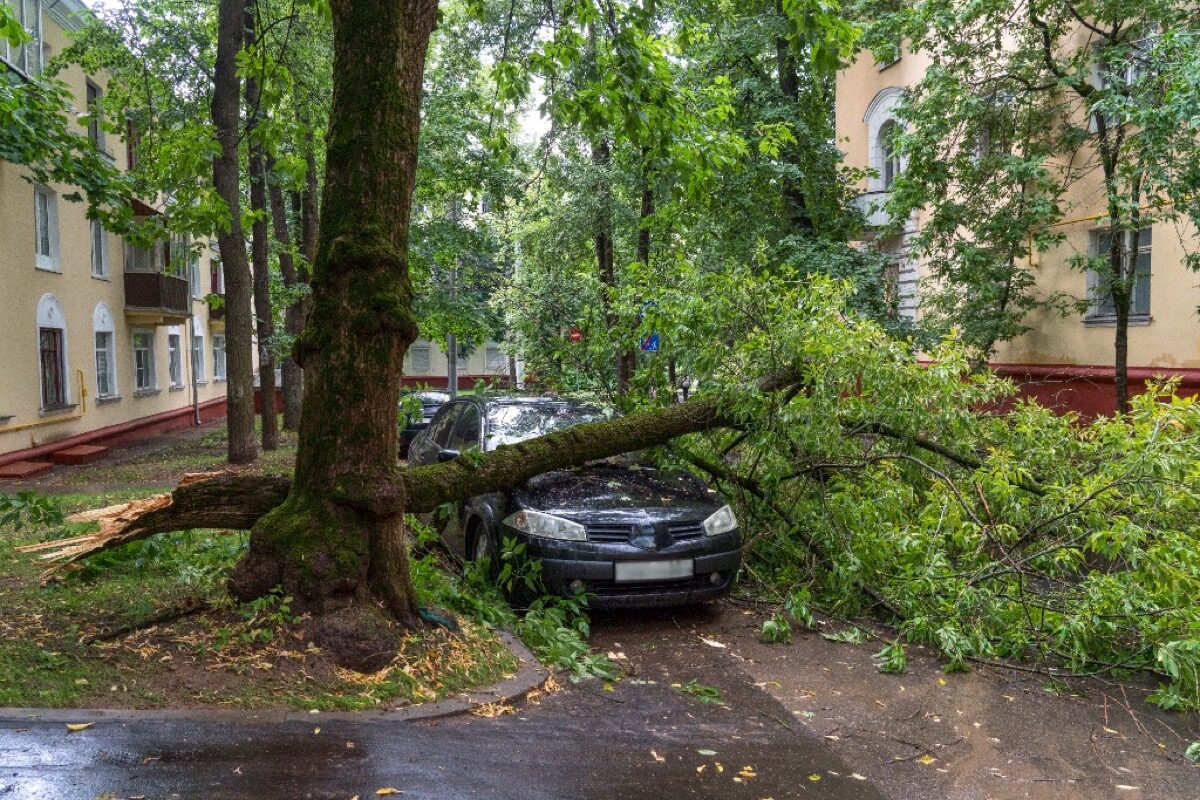 Astbruch: umgestürzter Ast beschädigt parkendes Auto